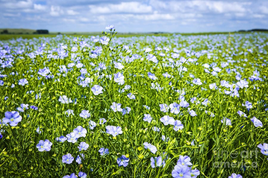 4-blooming-flax-field-elena-elisseeva.jpg